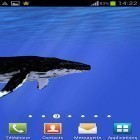 Download live wallpaper Ocean: Whale for free and Christmas animals for Android phones and tablets .