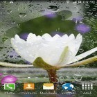 Download live wallpaper Oriental for free and Dolphins sounds for Android phones and tablets .