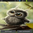 Download live wallpaper Owl chick for free and Rock skull for Android phones and tablets .