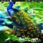 Download live wallpaper Peacock for free and Flowers by Sergey Mikhaylov & Sergey Kolesov for Android phones and tablets .
