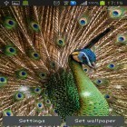 Download live wallpaper Peacock feather for free and Silhouette World for Android phones and tablets .