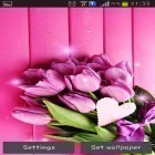 Download live wallpaper Pink tulips for free and Aurora for Android phones and tablets .