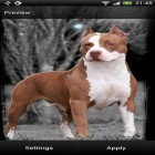 Download live wallpaper Pitbull for free and Winter: Cold sun for Android phones and tablets .