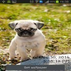 Download live wallpaper Playful pugs for free and Ditalix for Android phones and tablets .