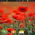 Download live wallpaper Poppies for free and Quantum cloud for Android phones and tablets .