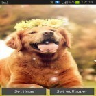 Download live wallpaper Puppy for free and Nyan droid for Android phones and tablets .