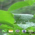 Download live wallpaper Rainstorm for free and Cat licks for Android phones and tablets .