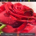 Download live wallpaper Red rose for free and Cartoon desert 3D for Android phones and tablets .