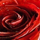 Download live wallpaper Rose macro for free and Nature by App Basic for Android phones and tablets .