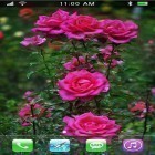 Download live wallpaper Roses: Paradise garden for free and Car and model for Android phones and tablets .