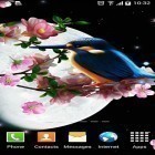Download live wallpaper Sakura and bird for free and Alive! for Android phones and tablets .