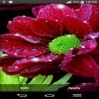 Download live wallpaper Shiny flowers for free and Romantic for Android phones and tablets .