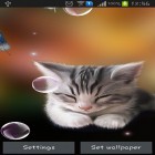Download live wallpaper Sleepy kitten for free and New Year 2016 for Android phones and tablets .