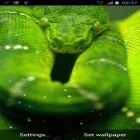 Download live wallpaper Snake for free and My 3D fish for Android phones and tablets .