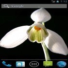 Download live wallpaper Snowdrops by Wpstar for free and Flowers and butterflies for Android phones and tablets .