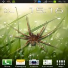 Download live wallpaper Spider in phone for free and Particles fluids galaxy for Android phones and tablets .