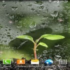 Download live wallpaper Spring for free and Winter by Amax lwps for Android phones and tablets .