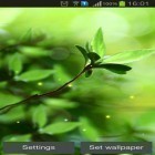 Download live wallpaper Spring buds for free and Lizard in phone for Android phones and tablets .