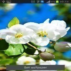 Download live wallpaper Spring is coming for free and Neon bubbles for Android phones and tablets .