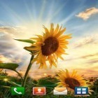 Download live wallpaper Sunflower sunset for free and Night sakura for Android phones and tablets .