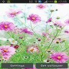 Download live wallpaper Sweet flowers for free and Bunny for Android phones and tablets .