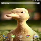 Download live wallpaper Talking duck for free and Yang the cat for Android phones and tablets .