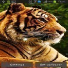 Download live wallpaper Tigers for free and Maple: Droplets for Android phones and tablets .