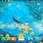 Download live wallpaper Underwater for free and Angry shark: Cracked screen for Android phones and tablets .