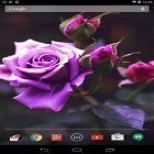 Download live wallpaper Violet rose for free and Ship for Android phones and tablets .