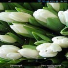 Download live wallpaper White flowers for free and Despicable me 2 for Android phones and tablets .