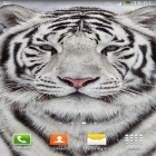Download live wallpaper White tiger for free and Waterworld for Android phones and tablets .
