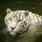 Download live wallpaper White tiger: Water touch for free and My name for Android phones and tablets .