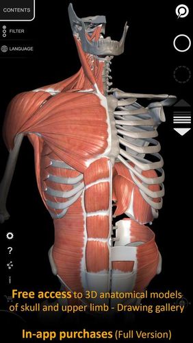 Muscle | Skeleton - 3D atlas of anatomy screenshot.