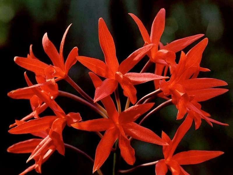 Flowers,Plants