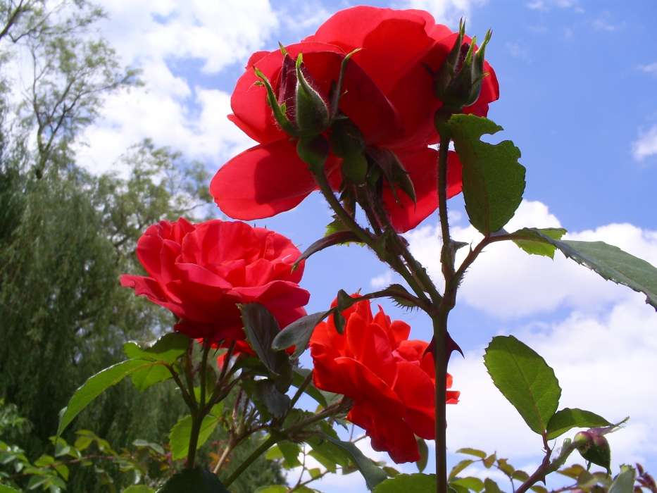 Plants, Flowers, Roses