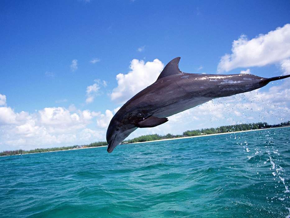 Animals, Dolfins, Sea, Fishes