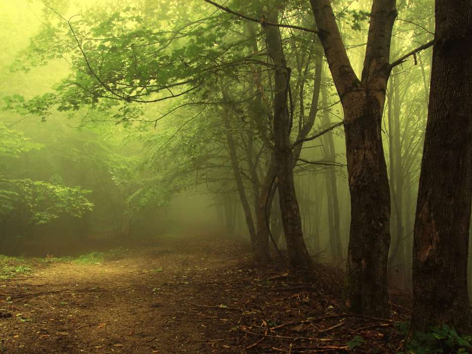 Trees, Roads, Landscape