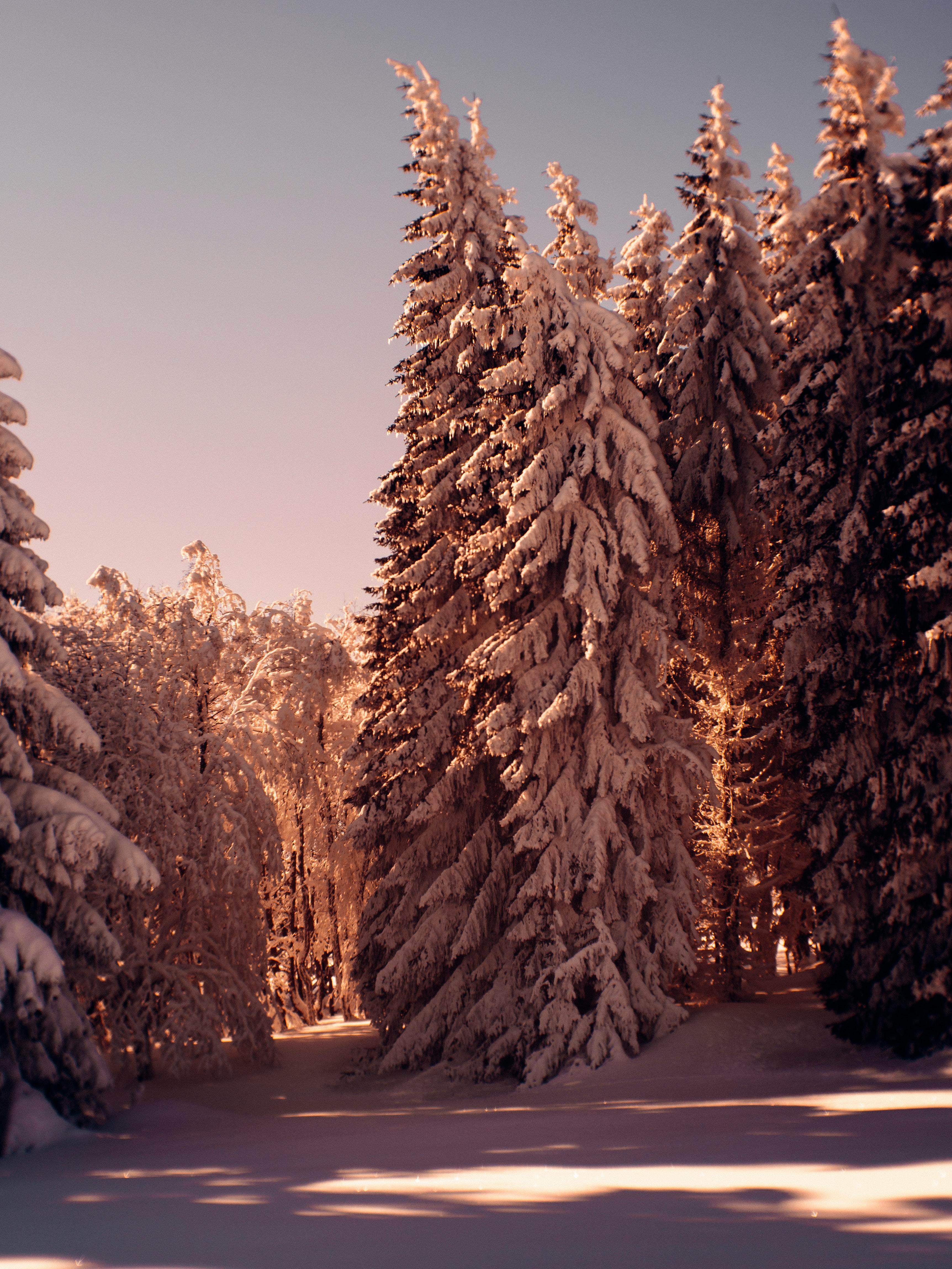 Trees, Snow, Winter, Nature