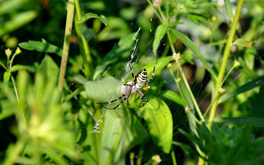 Insects, Spiders