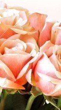 Plants, Flowers, Roses, Postcards, March 8, International Women's Day (IWD) for Huawei Ascend P6