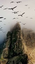 New mobile wallpapers - free download. Seagulls, Mountains, Nature picture and image for mobile phones.