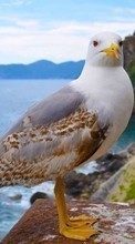 New mobile wallpapers - free download. Seagulls, Birds, Animals picture and image for mobile phones.