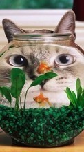 New mobile wallpapers - free download. Aquariums, Cats, Funny, Animals picture and image for mobile phones.