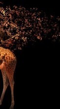 New mobile wallpapers - free download. Art photo, Background, Giraffes, Animals picture and image for mobile phones.