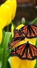 New mobile wallpapers - free download. Butterflies,Flowers,Plants picture and image for mobile phones.