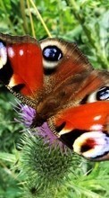 New mobile wallpapers - free download. Butterflies,Animals picture and image for mobile phones.