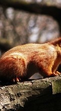New mobile wallpapers - free download. Animals, Nature, Squirrel picture and image for mobile phones.