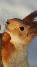 Squirrel,Animals for Apple iPhone 5C