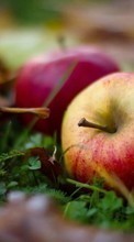 New mobile wallpapers - free download. Apples, Food, Fruits, Leaves, Autumn, Plants picture and image for mobile phones.
