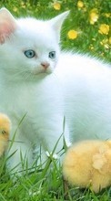New mobile wallpapers - free download. Animals, Cats, Birds, Grass, Chicks picture and image for mobile phones.